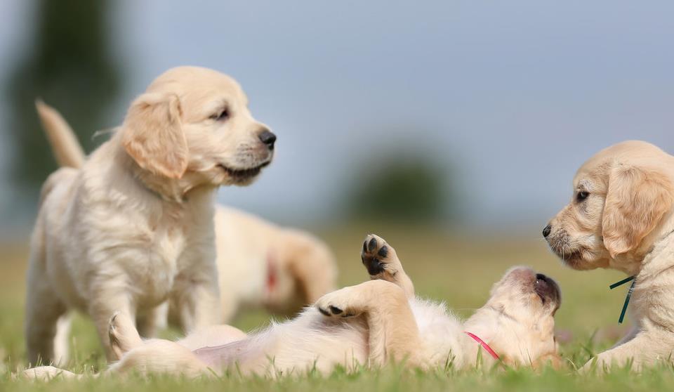 给狗狗自制粮用什么粉,给狗狗自制狗粮可以放调料么