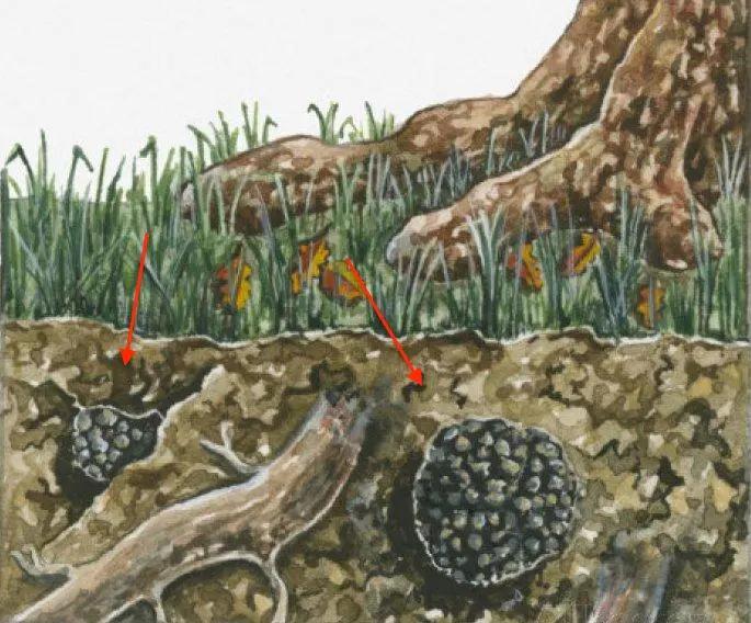 1人1猪搜寻深山里的“黑球球”，国外当宝国内喂猪，一公斤卖1500