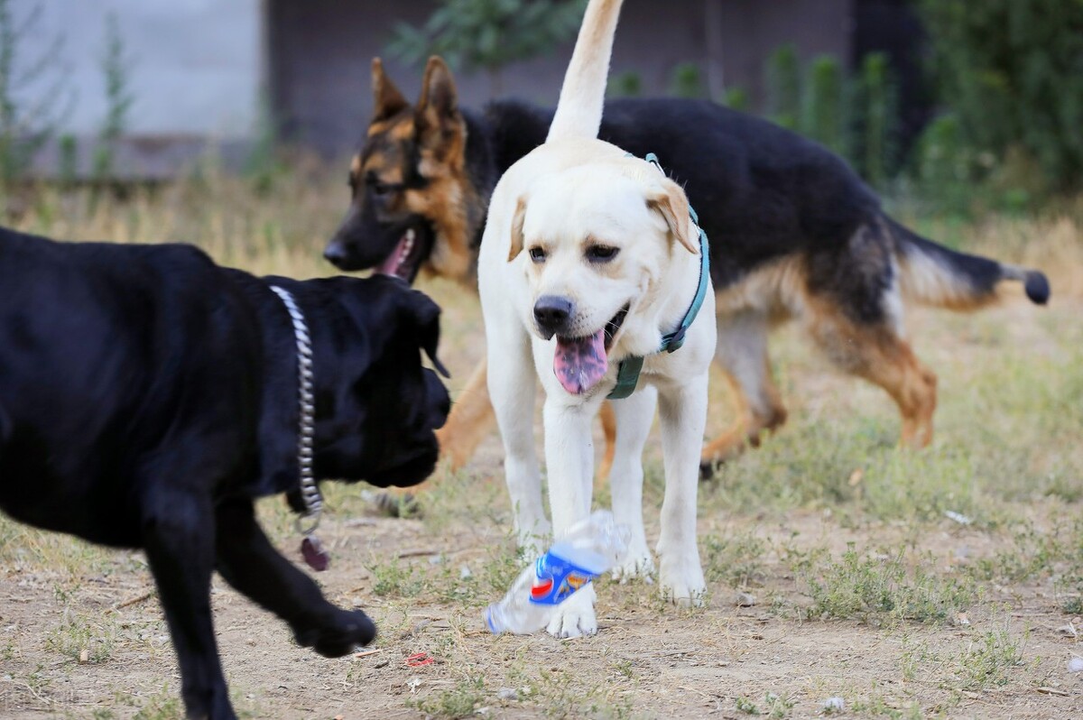 狗狗预防疾病吃什么药,狗狗用药大全养狗必懂