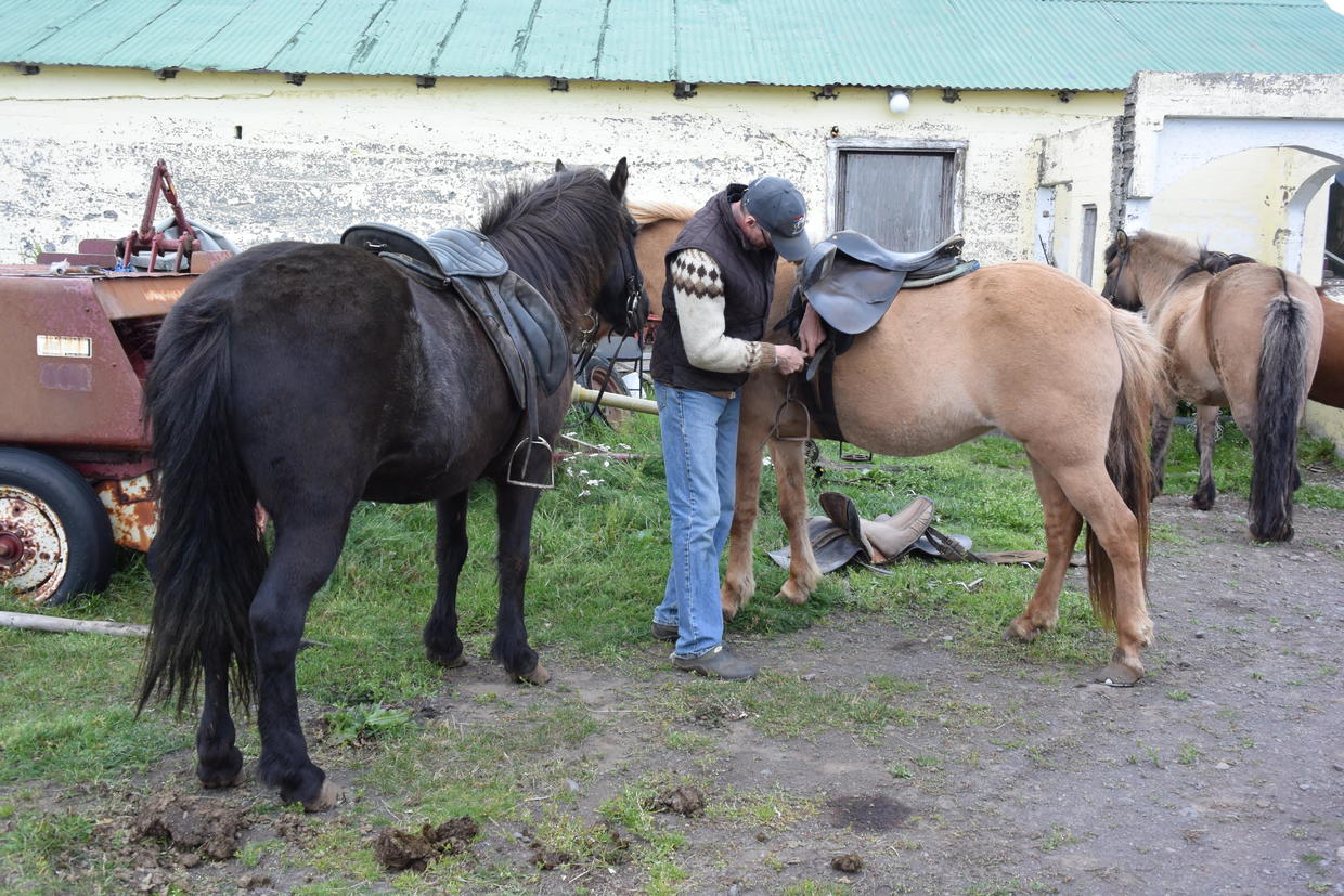 血统最纯正的冰岛马,最纯正的冰岛马