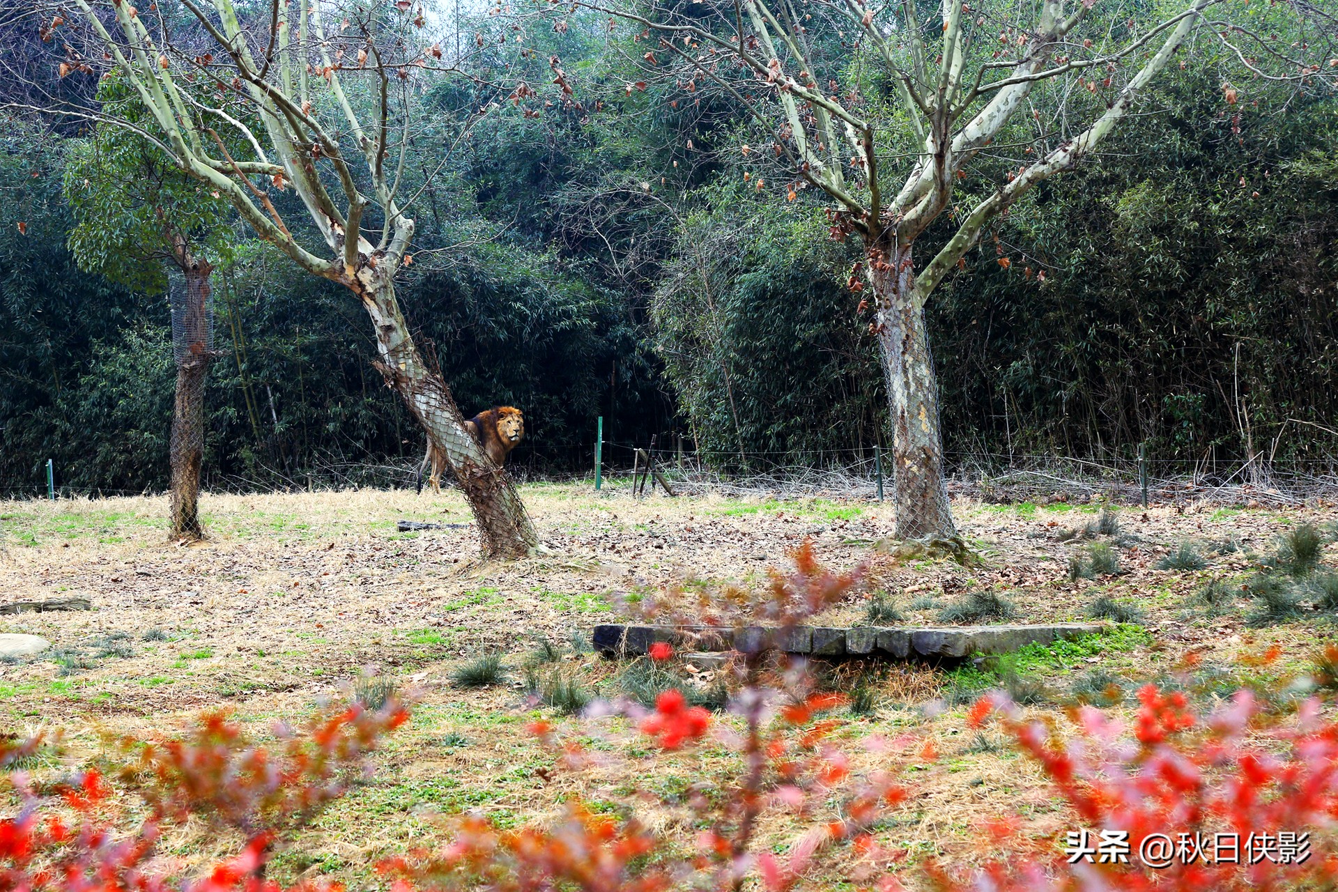 杭州野生动物世界自驾游攻略,杭州野生动物世界自驾还是步行好