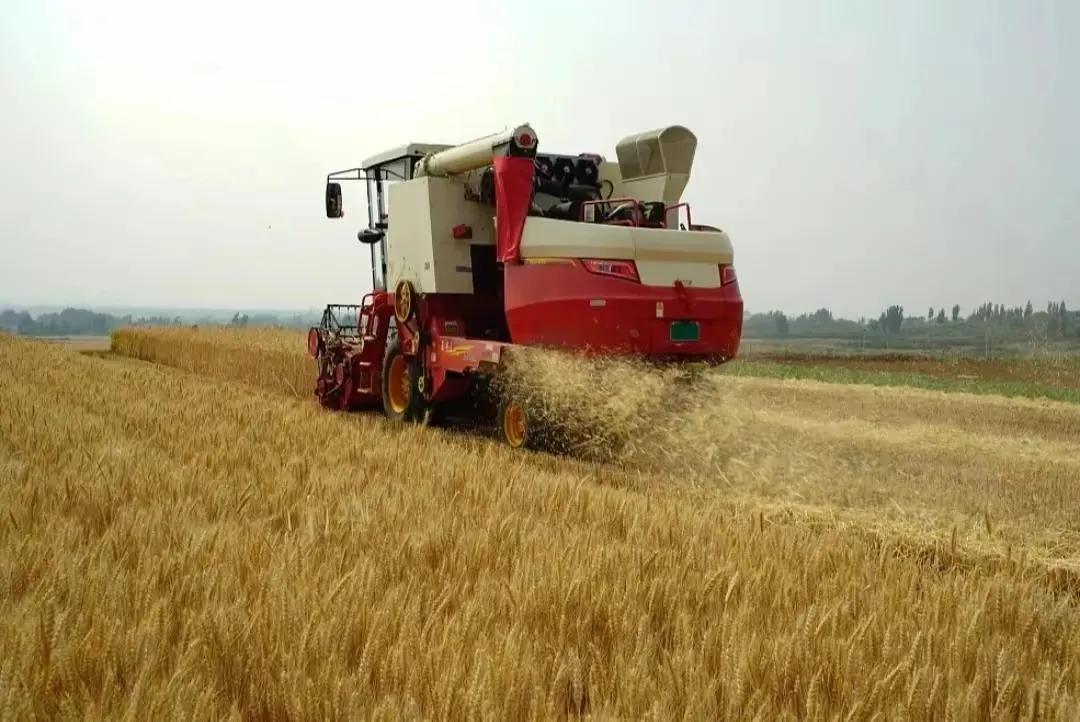 女子花11万买收割机收麦子,女子花11万给爸妈买收割机