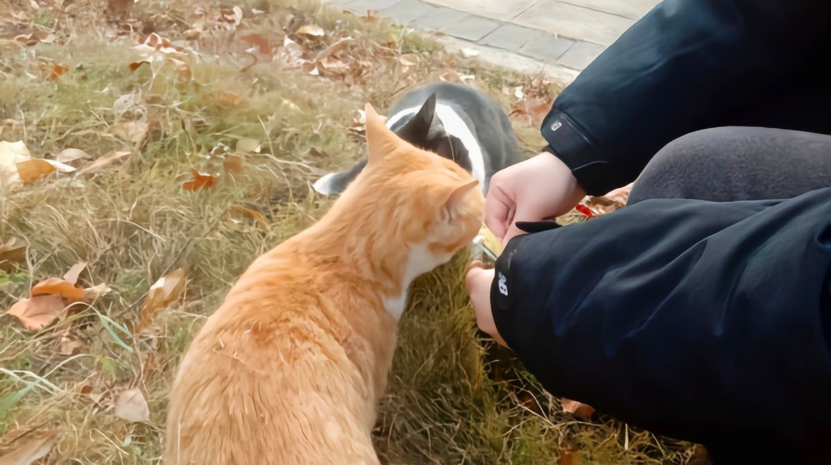 女子腹部痒，医生用镊子夹出16只阴虱！原来阴虱有4个传播途径