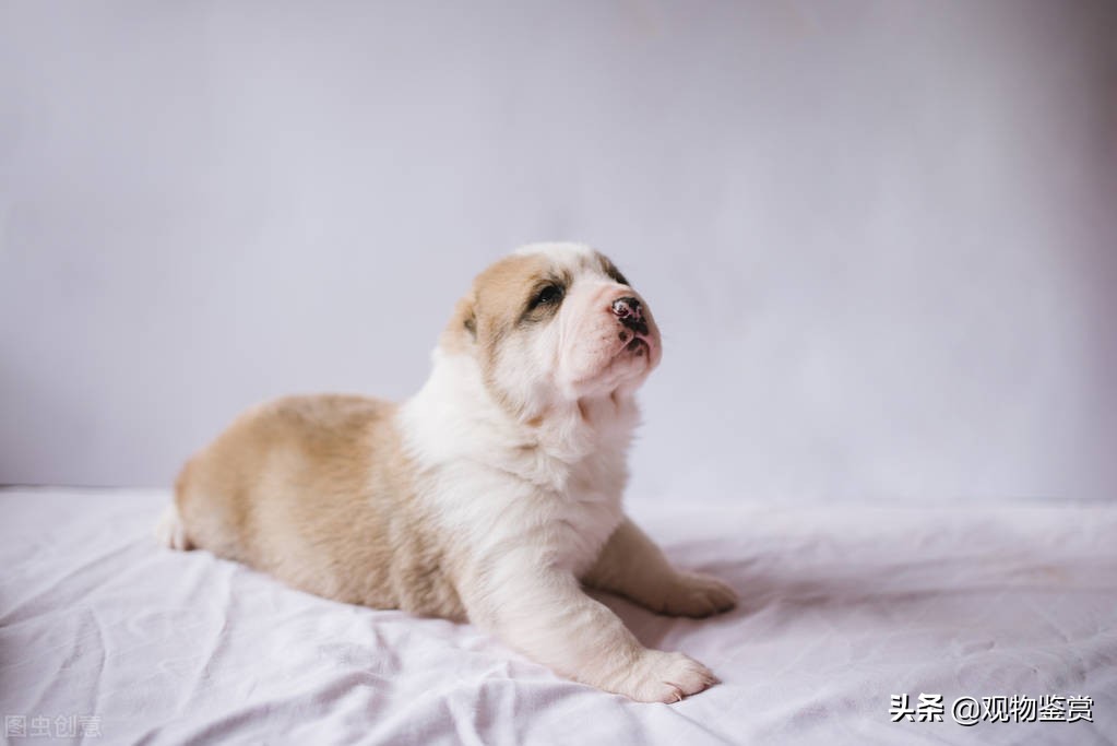 怎么训练狗狗不在屋里拉屎撒尿,小狗狗怎样训练上厕所
