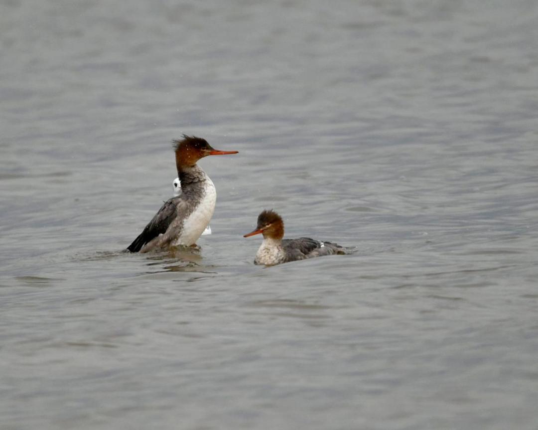 邛海鸟类保护动物名录,邛海动植物有哪些