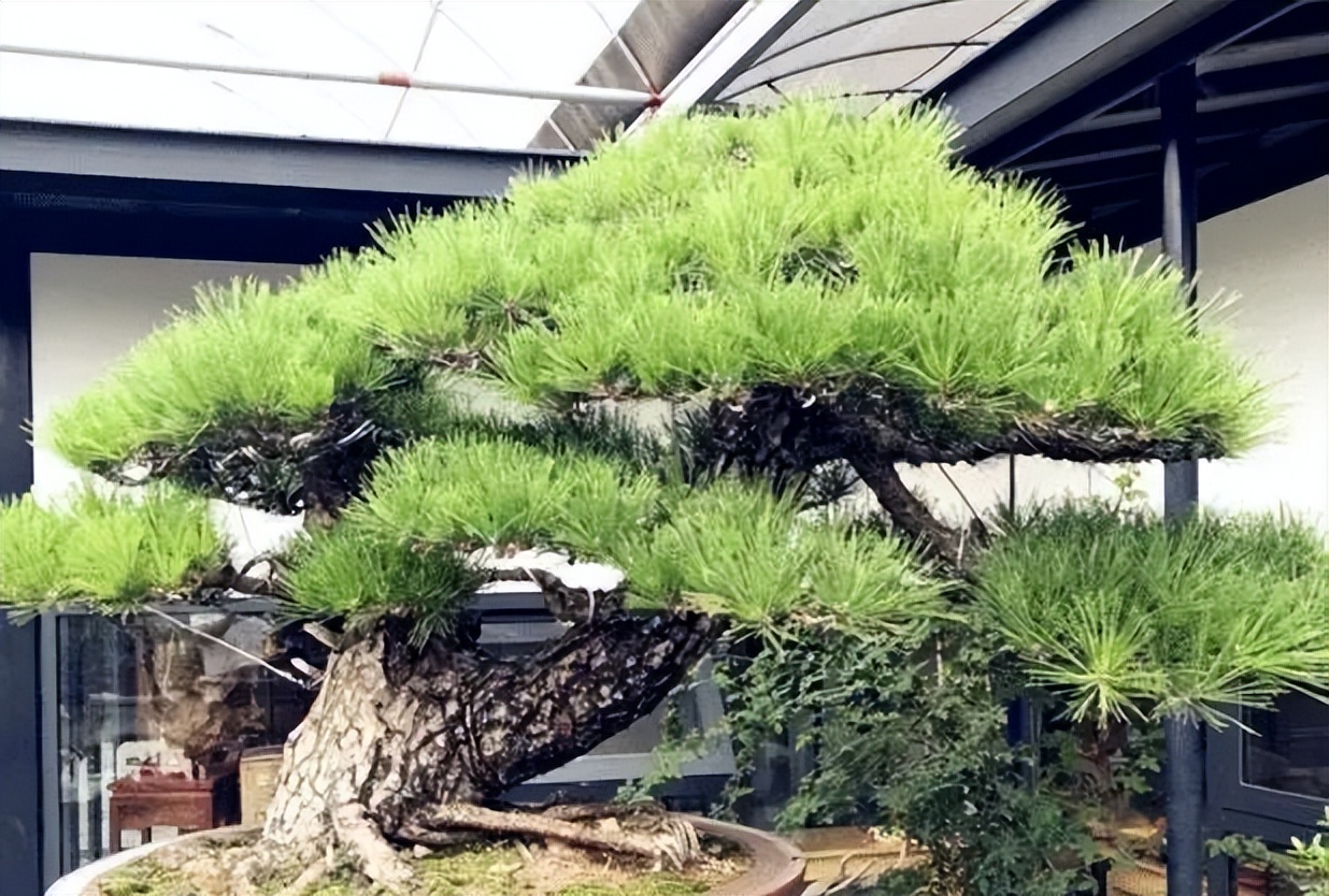 新手松树盆景制作,盆景铝线怎么蟠扎松树盆景