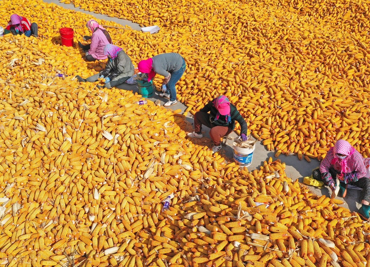 全国各地干玉米价格新行情,今日我国各地玉米价格及行情走势