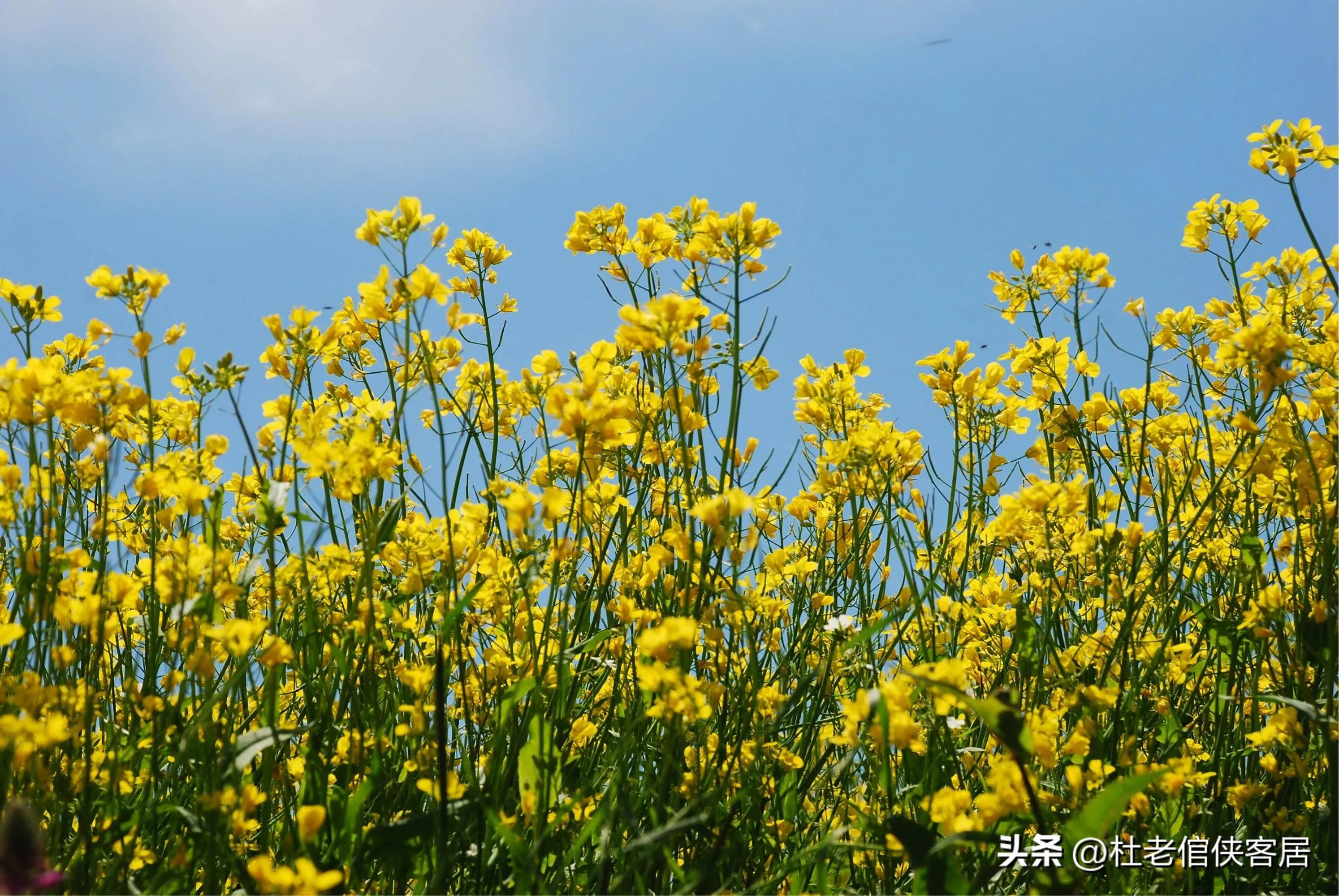 如风往事之——漫谈油菜花开与“白塔”