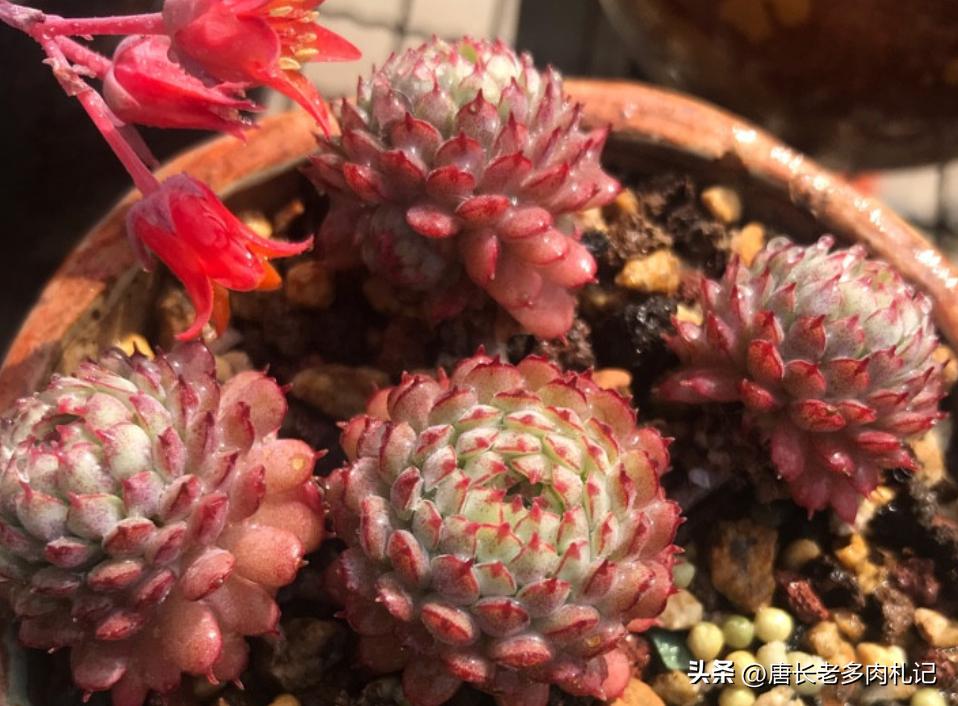 漂亮的多肉都难养是个误区,为什么养多肉的都出坑了