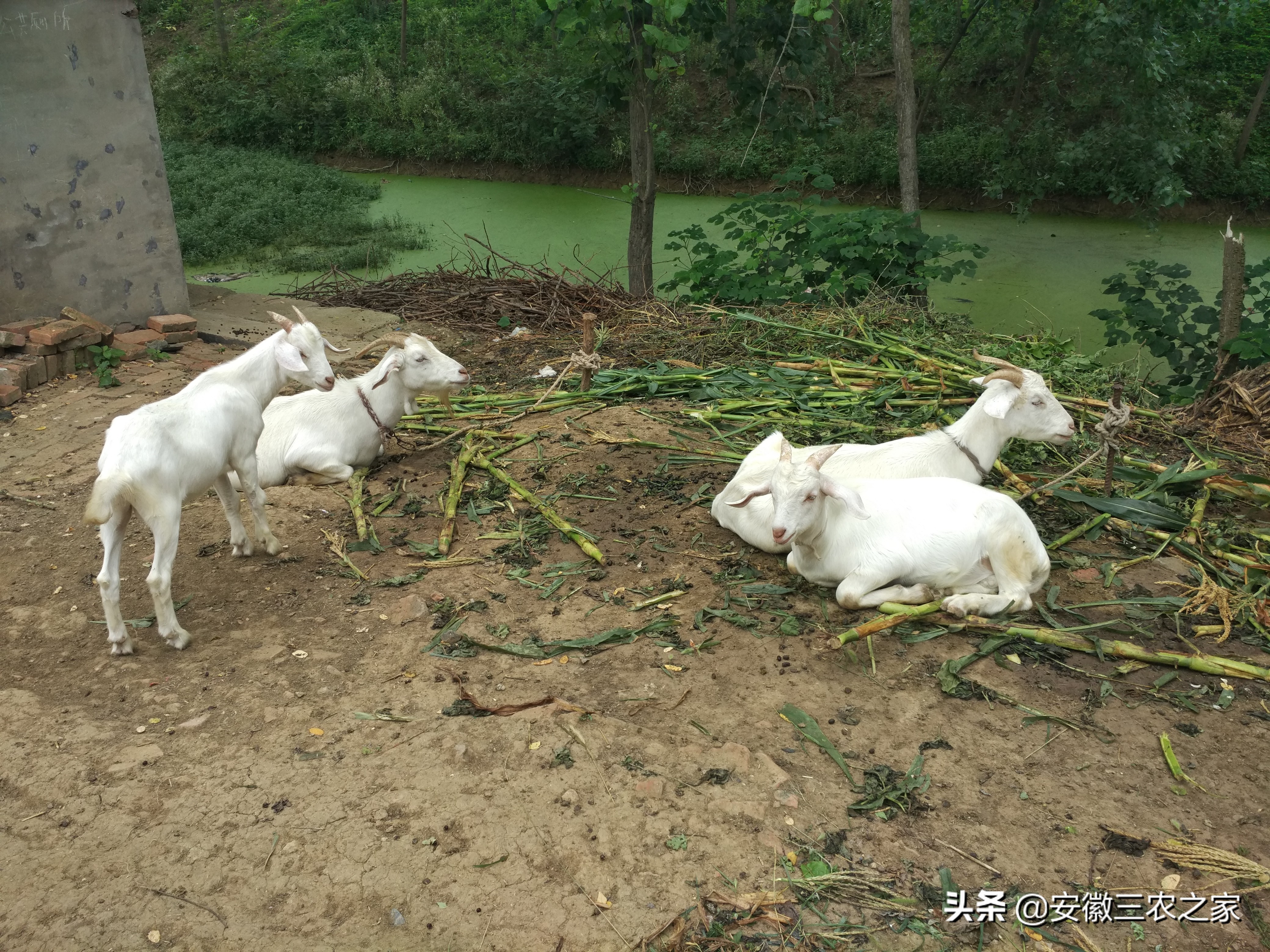 大学生创业养羊利润100万,大学生利用空余时间赚800万