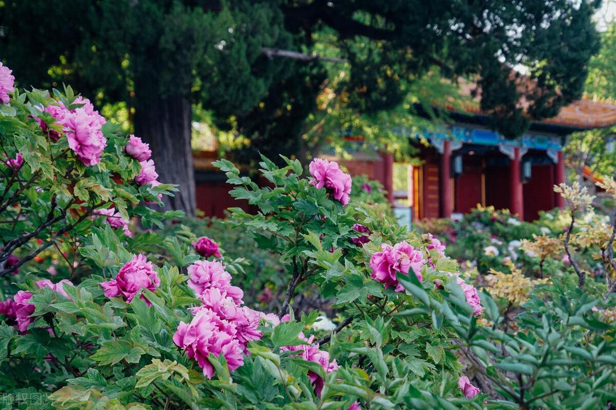 人间最美五月天春季赏樱正当时,5月北京三大赏花公园