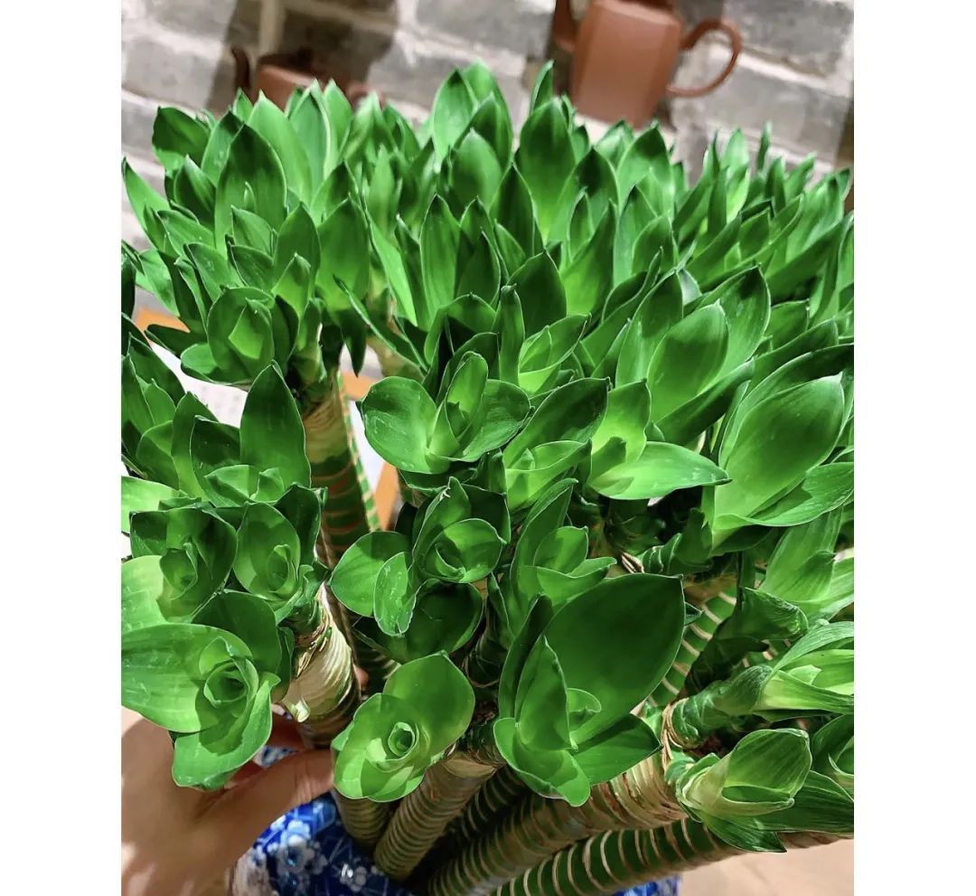 绿植不怕冻客厅,10种不怕太阳晒的盆栽绿植