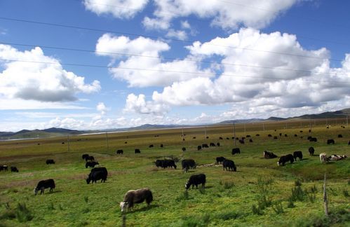 阿坝藏寨旅游视频,四川阿坝最美的秘境