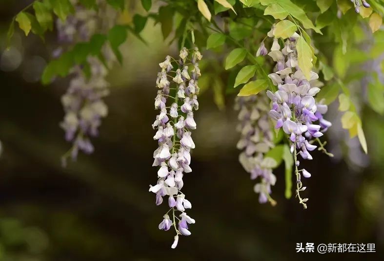 如果城市有颜色重庆,如果城市有颜色作文
