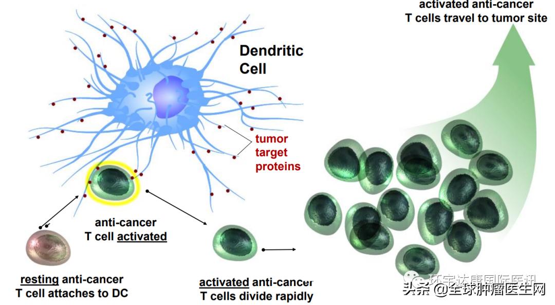 唤醒体内免疫细胞,唤醒免疫力