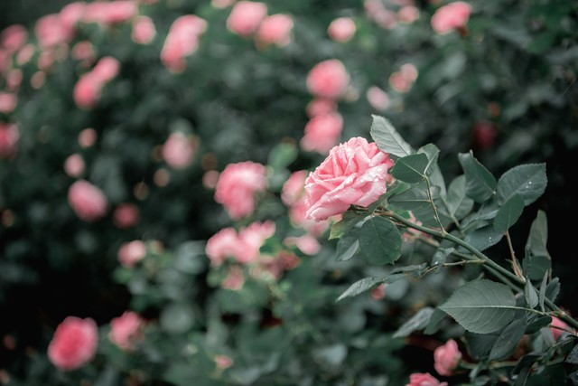 谈婚论嫁男方需要准备什么,准备谈婚论嫁需要做什么