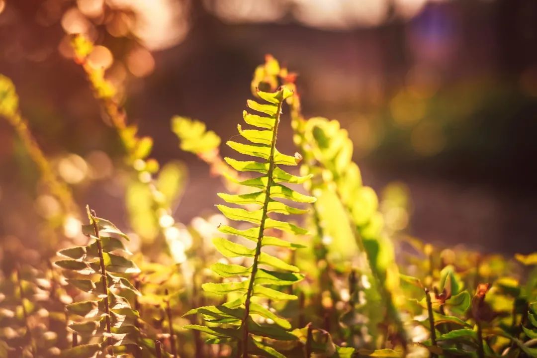 经典咏流传最火的十首古诗,十首千古绝句苏轼