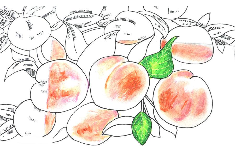 桃子精解说,桃子精万岁