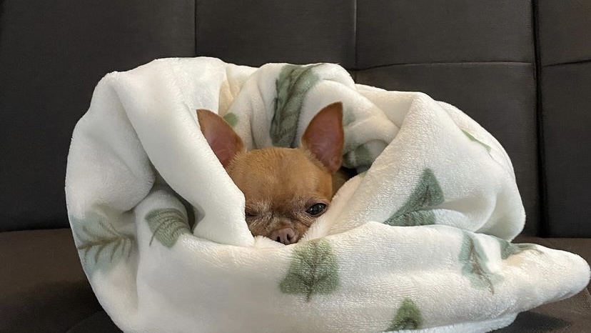 小狗身上痒吃什么药,小狗身上痒怎么办快速止痒