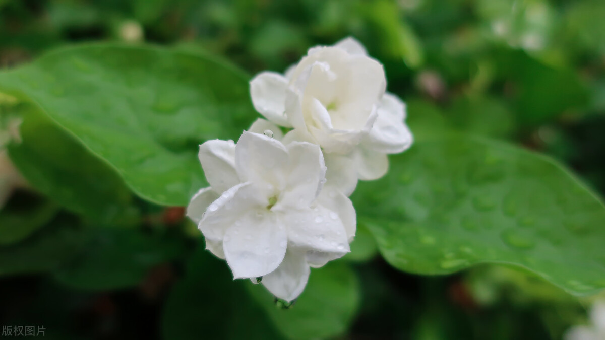 茉莉花冬季搬进有暖气屋里怎么养,茉莉花怕太阳晒吗怎么样养茉莉花