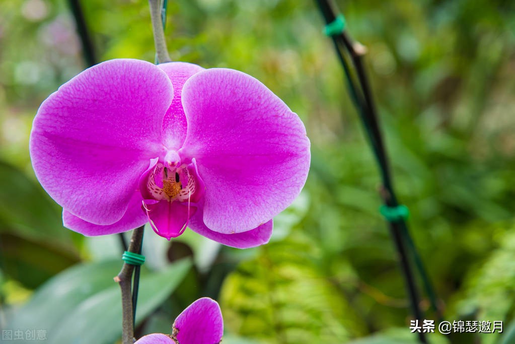 春兰奇蝶花图片,春兰花园美图欣赏