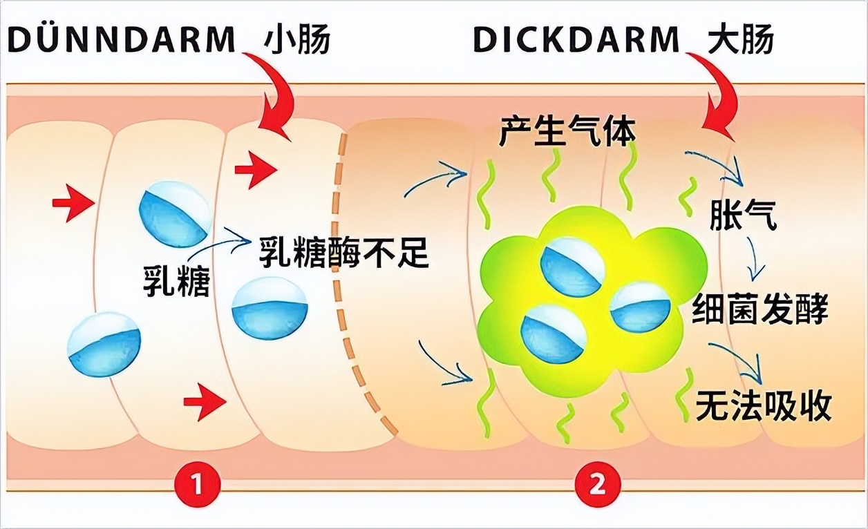 天然奶酪推荐测评,天然奶酪测评推荐