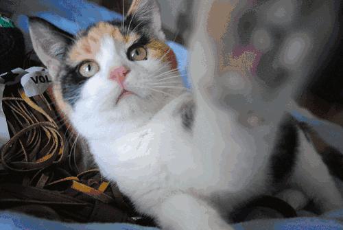 第一次养猫哪种喵星人最适合新手 (养猫必备清单及价目表)