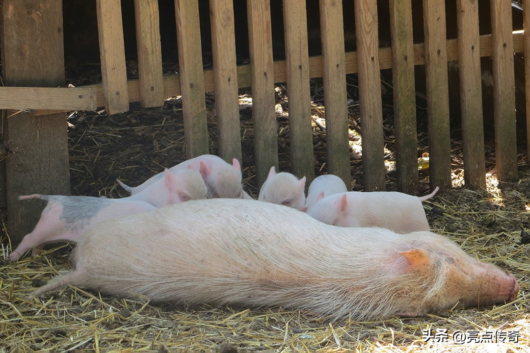 母猪产前产后常见问题的治疗,母猪产后存在的问题
