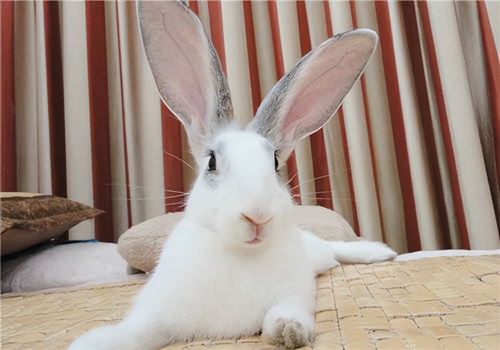 兔子耳朵会不会被拎断,兔子耳朵被抓会导致什么