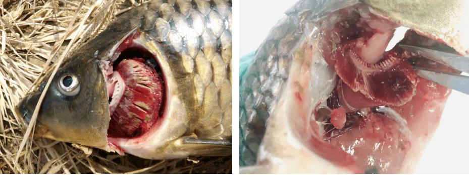 鲤鱼鳃霉病的治疗,鲤鱼烂鳃病是什么样的