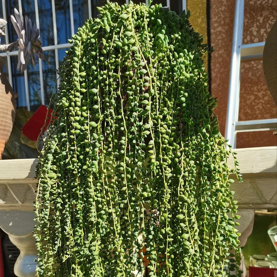 情人泪怎么繁殖养护,情人泪怎么样容易爆棚