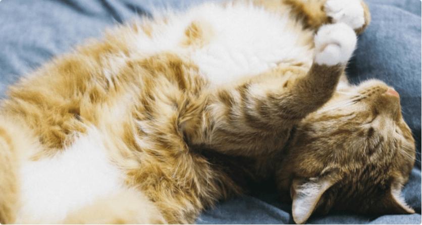 希宝牌猫罐头,希宝猫罐头怎么样