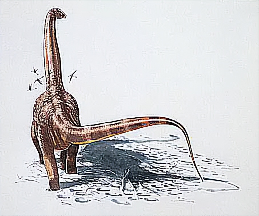 恐龙时代泰坦巨龙与雷龙,泰坦巨龙恐龙化石