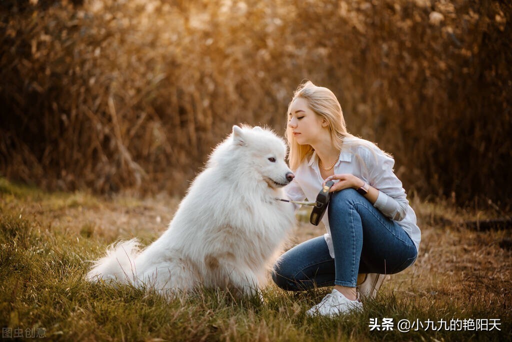 训练狗狗坐教程,狗狗定点坐训练