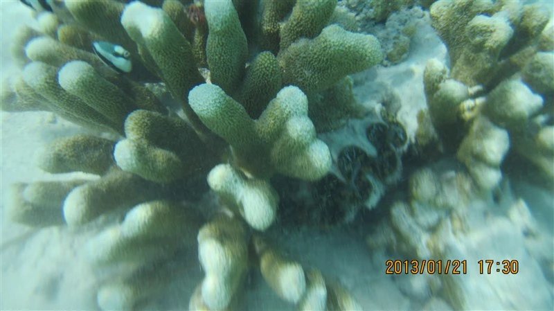 马尔代夫蜜月免费项目,蜜月旅游去马尔代夫哪个岛屿最好