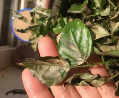 家里养的绿宝突然一直掉叶,家里绿宝树有鸟巢怎么办