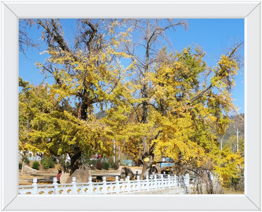 中国千年银杏谷住宿,中国千年银杏谷