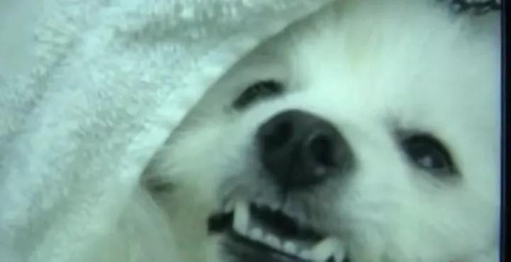 狗狗随处撒尿狗主人罚站,狗狗在汽车轮胎上小便