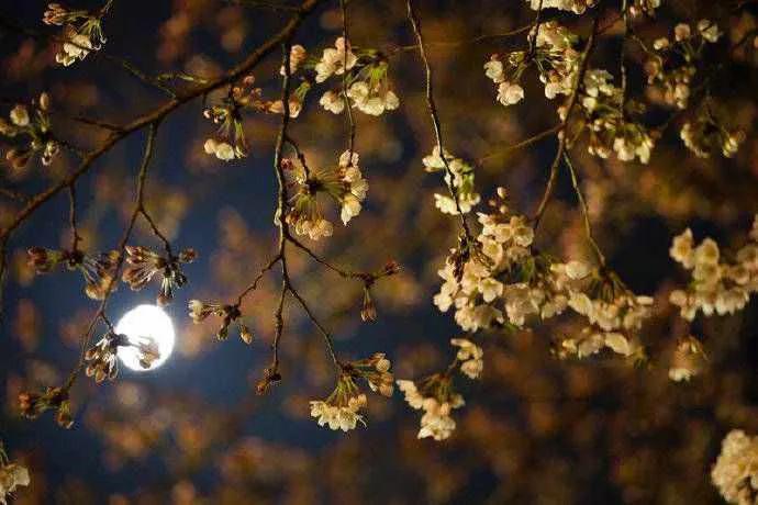 描写花的古诗句大全,关于花的古诗词名句