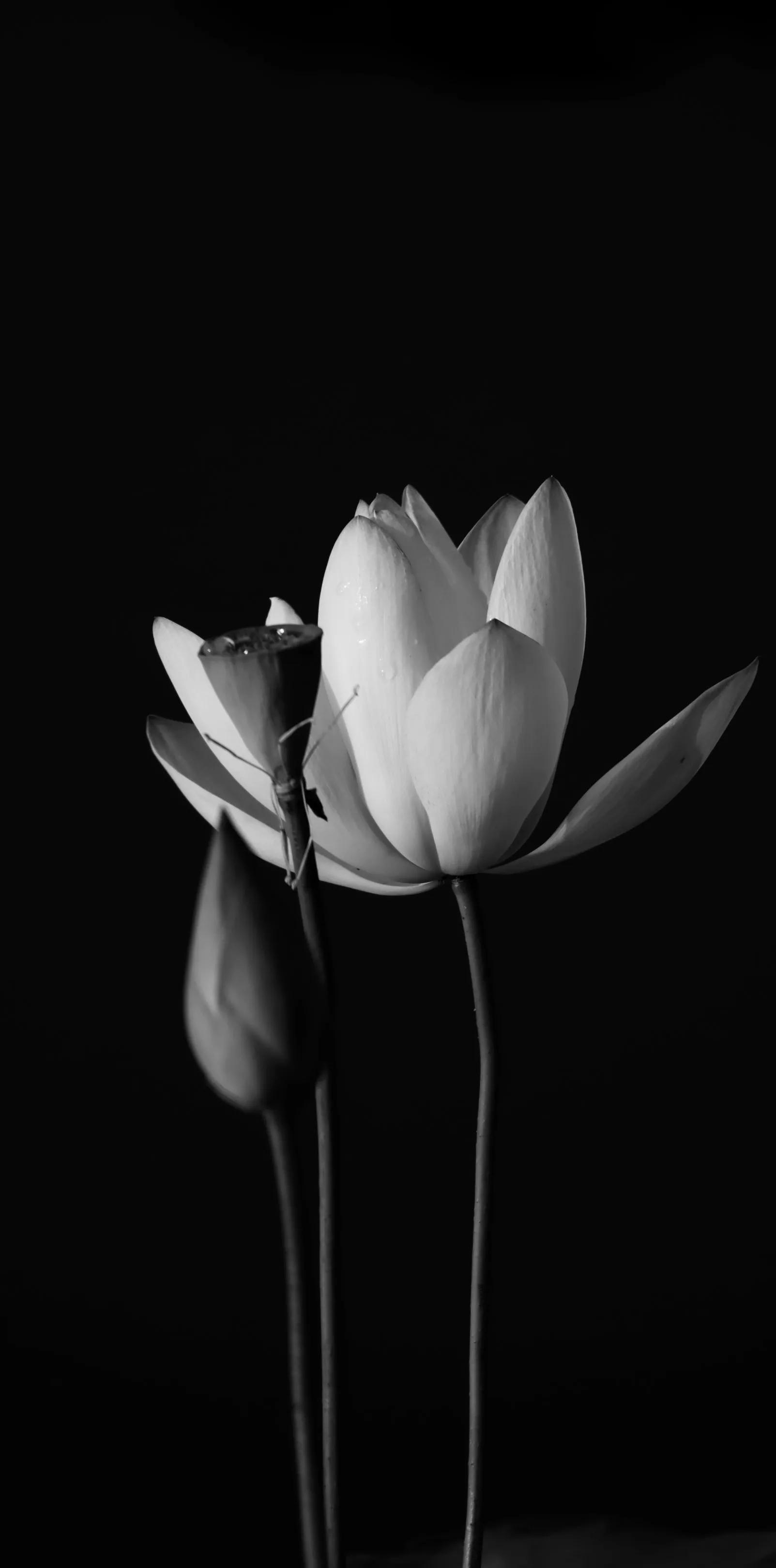 黑白花朵壁纸超清,全屏花朵壁纸无水印黑白