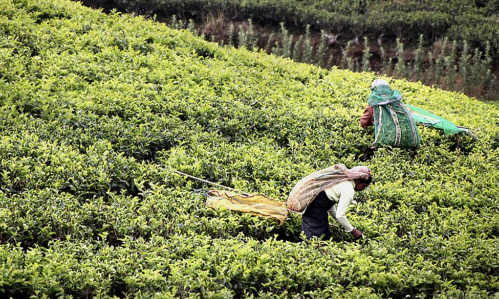 中国为什么要花2个多亿，从印度进口茶叶？印度茶比中国好在哪？