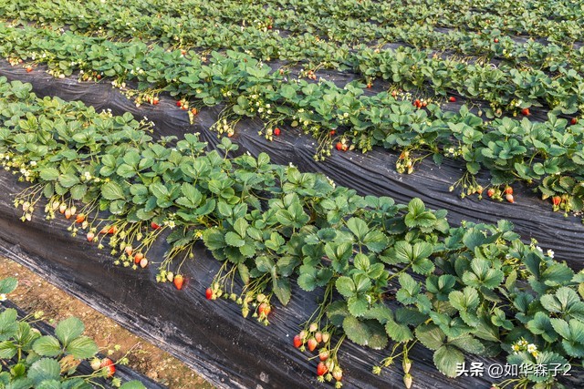 草莓种植如何打开销路,农村怎么最低成本种植草莓