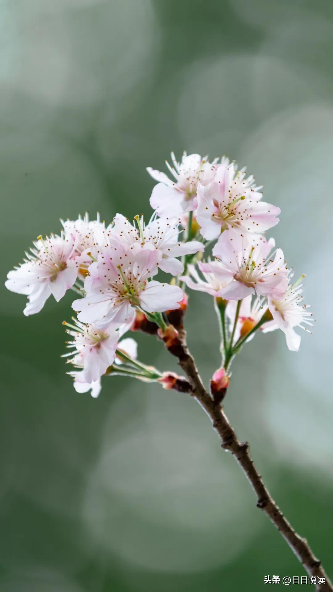 湖北荆州：石首“繁花”上大分↑即将刷爆朋友圈！
