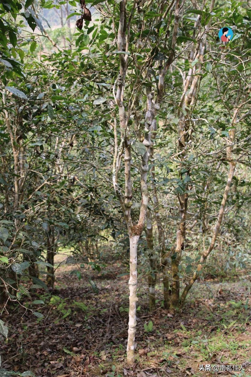 品鉴会视频全集,品鉴会30秒活动