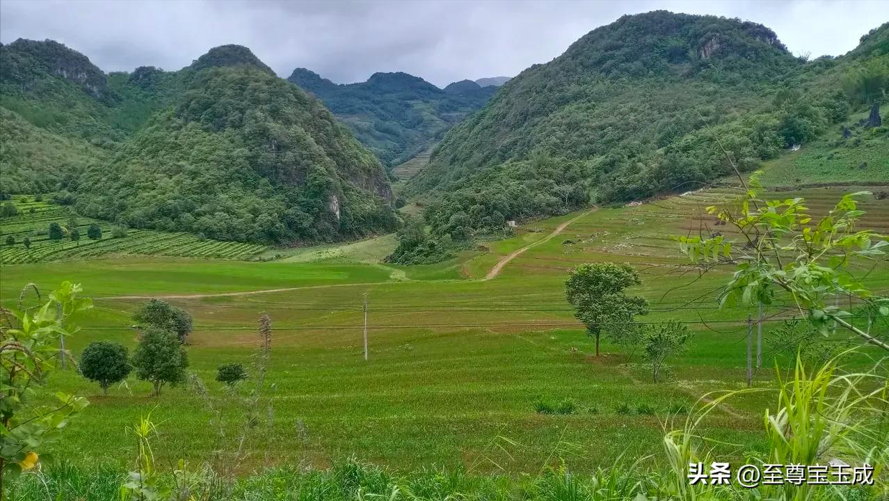 专家回应水稻上山的问题,水稻上山为什么引起这么大争议呢