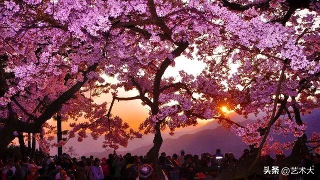 樱花的花语和寓意和象征是什么呢,樱花代表什么花语