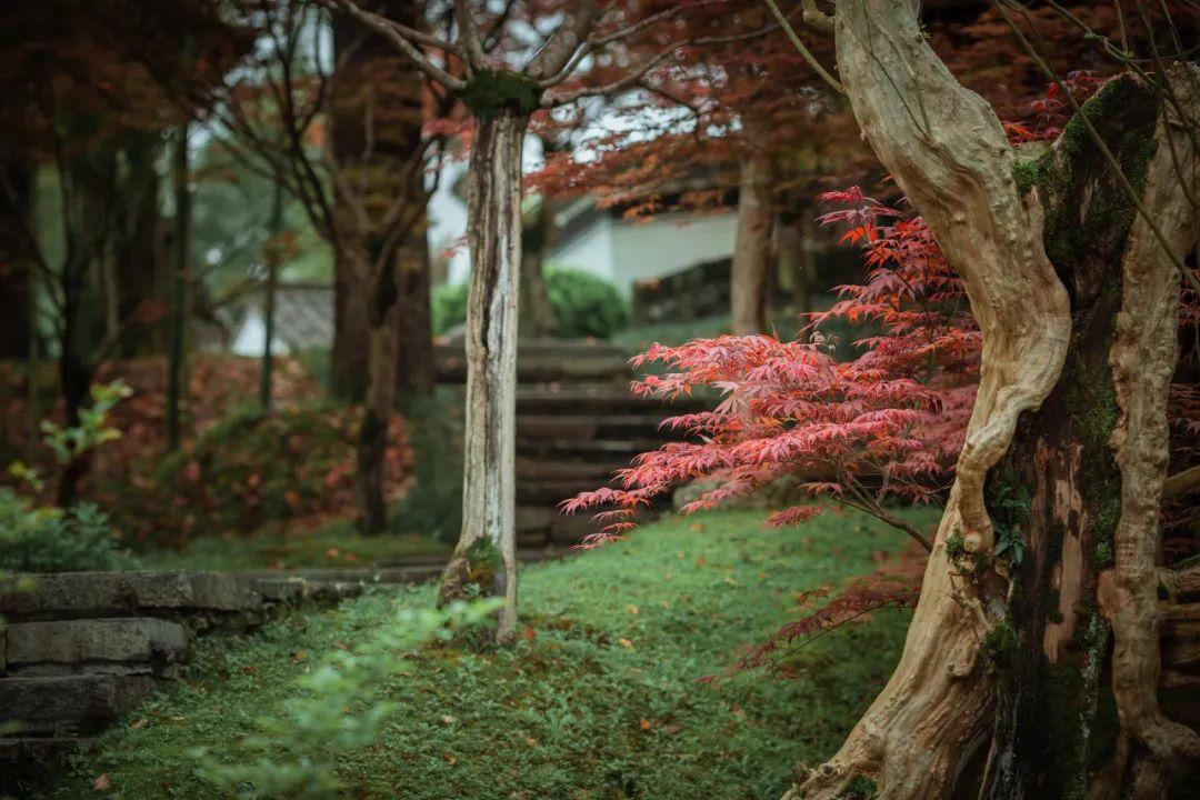 江西婺源三天两晚游最美景点,冬日婺源2天一夜旅游攻略