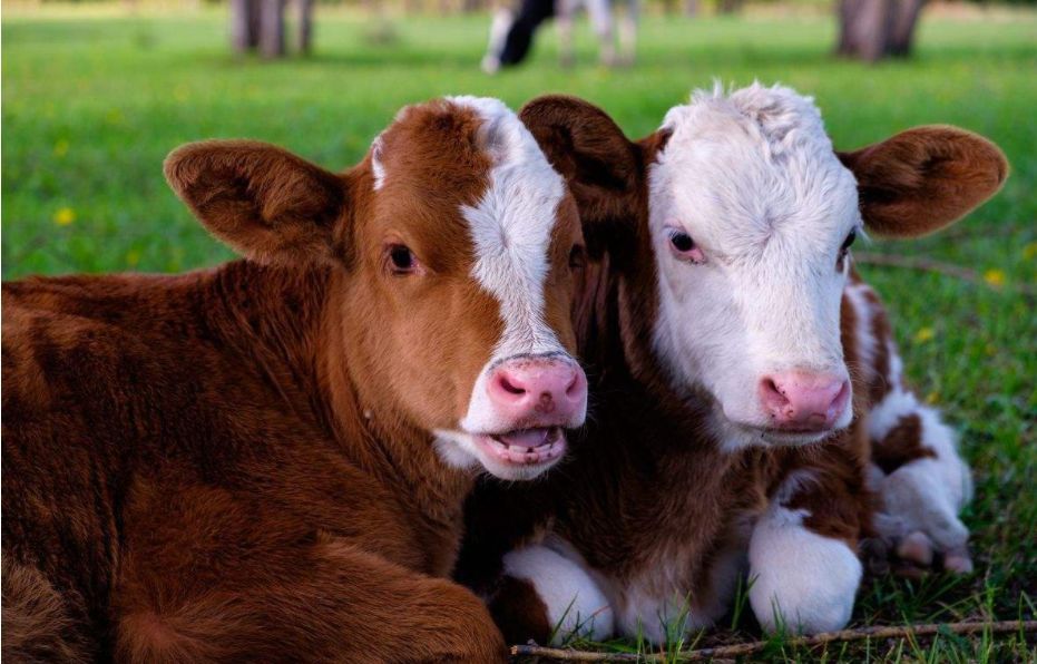 新生牛犊站不起来怎么护理,刚出生的牛犊站着不趴是怎么回事