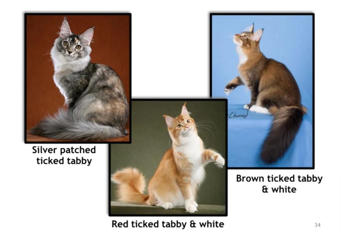 重点布偶和蓝白会配出缅因吗,天选猫耳为什么这么贵