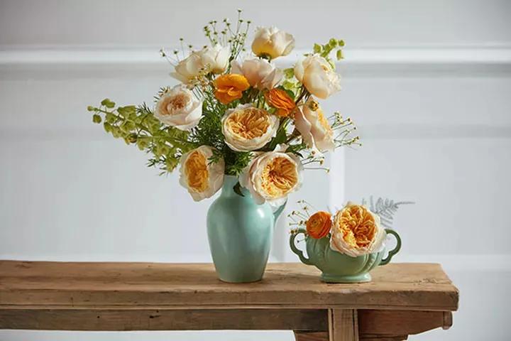 艾菲月季花,艾菲奥斯汀月季